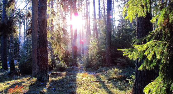 Svensk skog