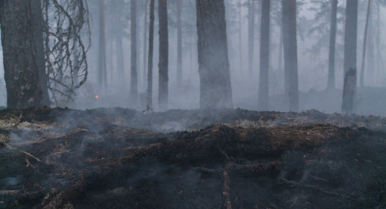 Bild på skogsrök efter att brand blivit släckt