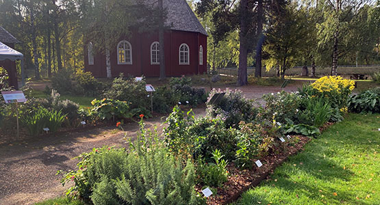 Kulturbotaniska Lycksele.jpg