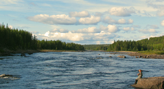 Naturbild vindelälven