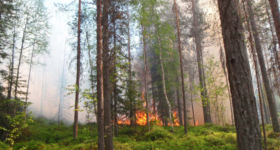 Brand i skogsmiljö