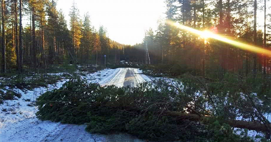 Nedfallna träd över väg