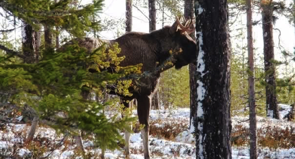 Bild på älg