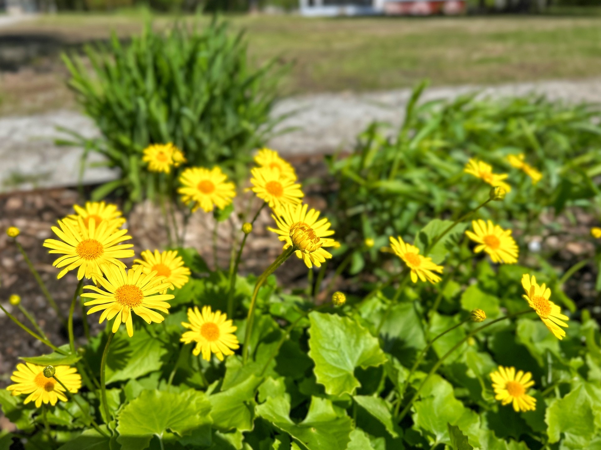 Bild på gula blommor i rabatt