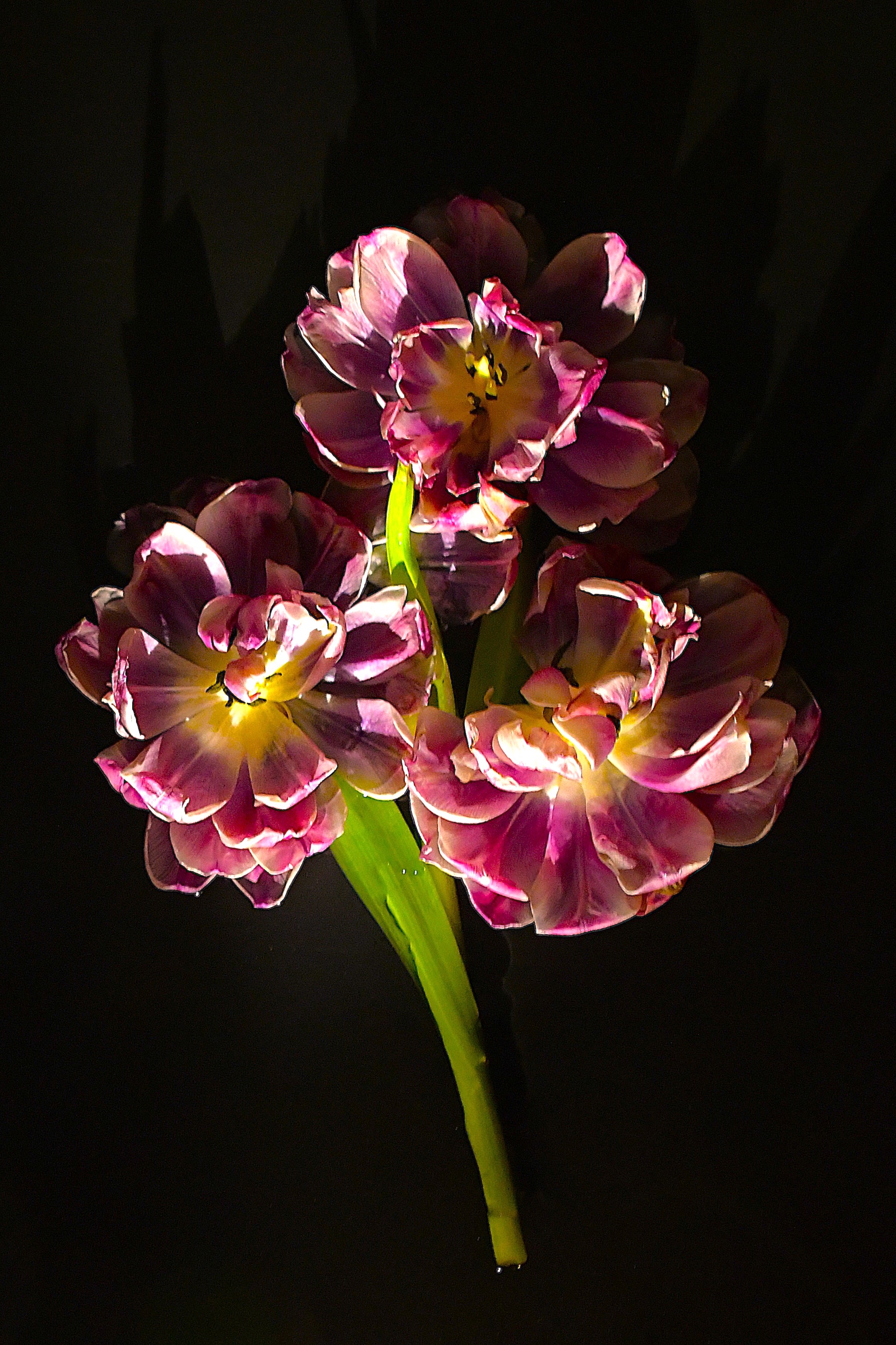 Bild på blommande blomma