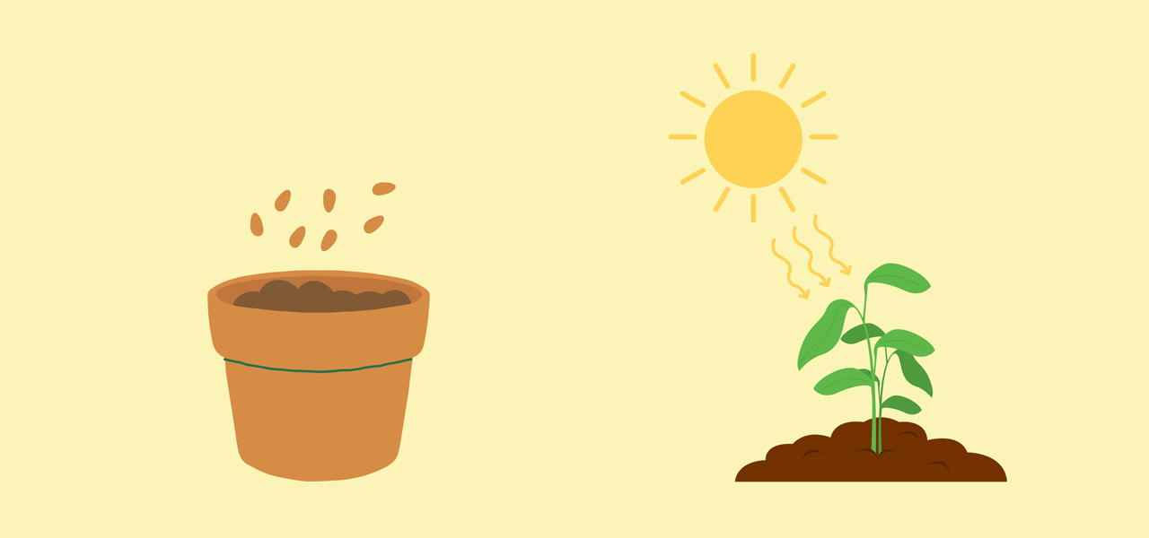 Illustreradbild på kruka, frön och en sol som lyser på en planta som växter