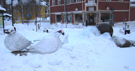 Ripor på torget i Lycksele