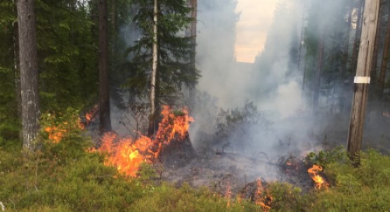 brand i skog