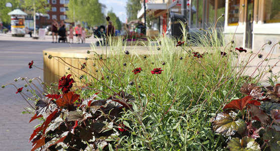 Bild från sommarplanteringen på röda blommor