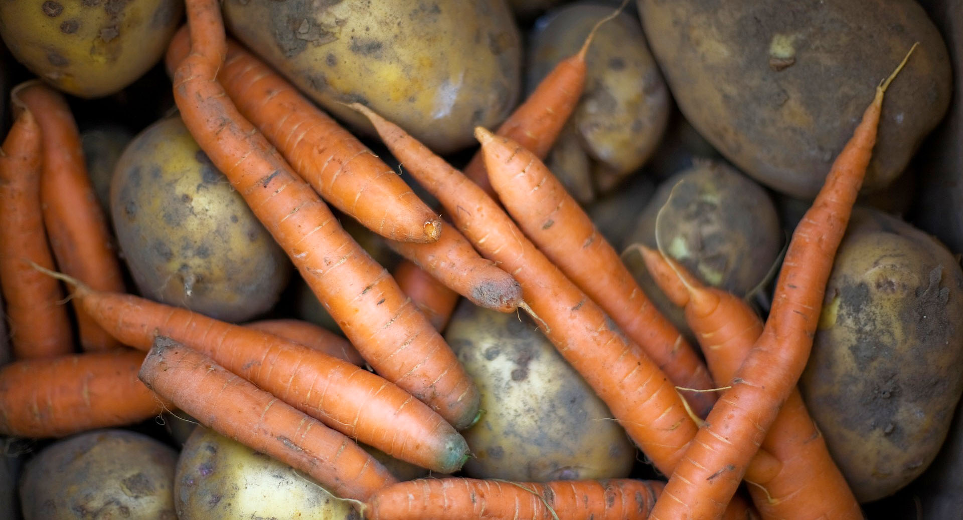 Bild på morötter och potatis