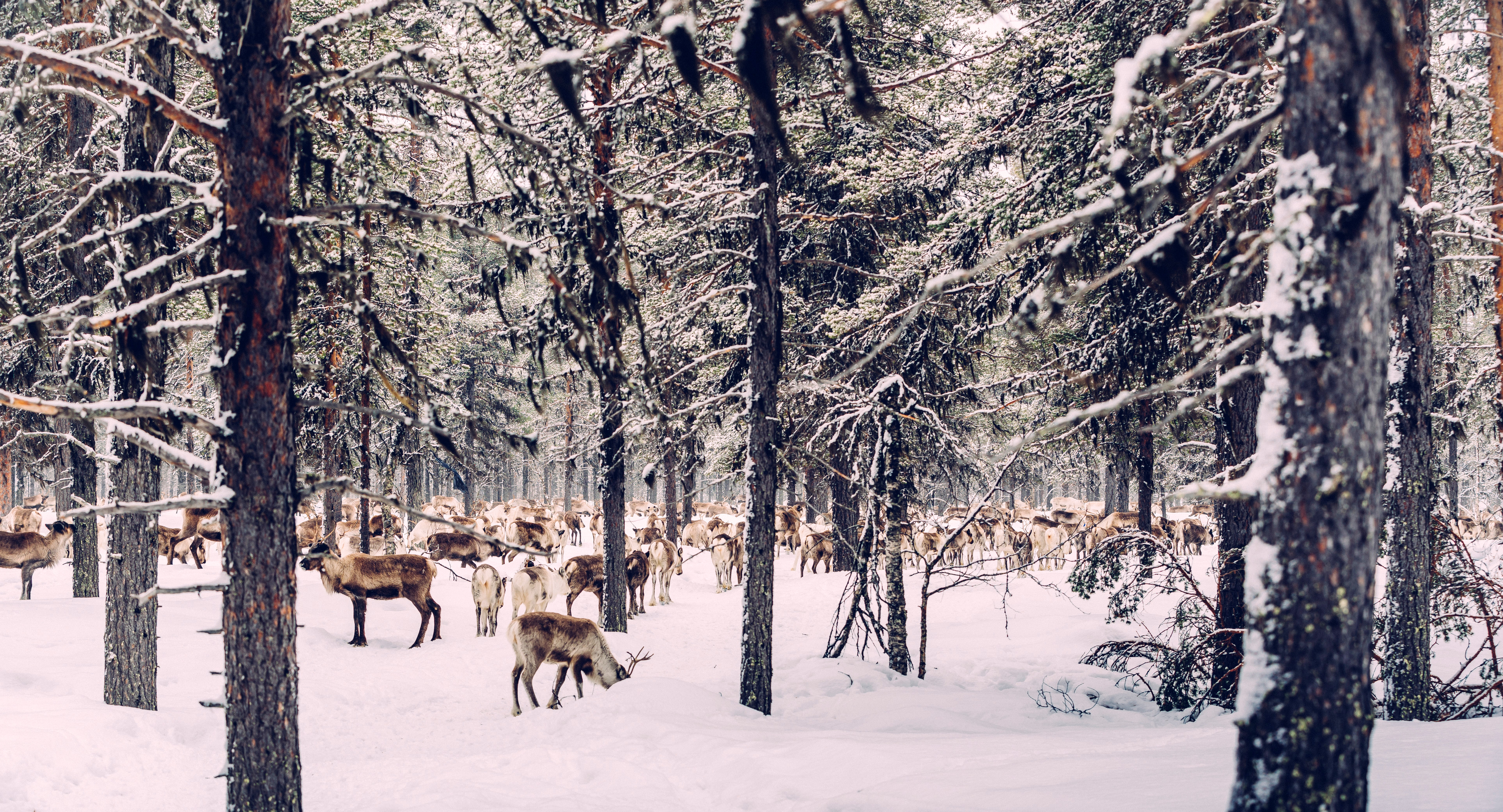 Renar som betar på vintern.