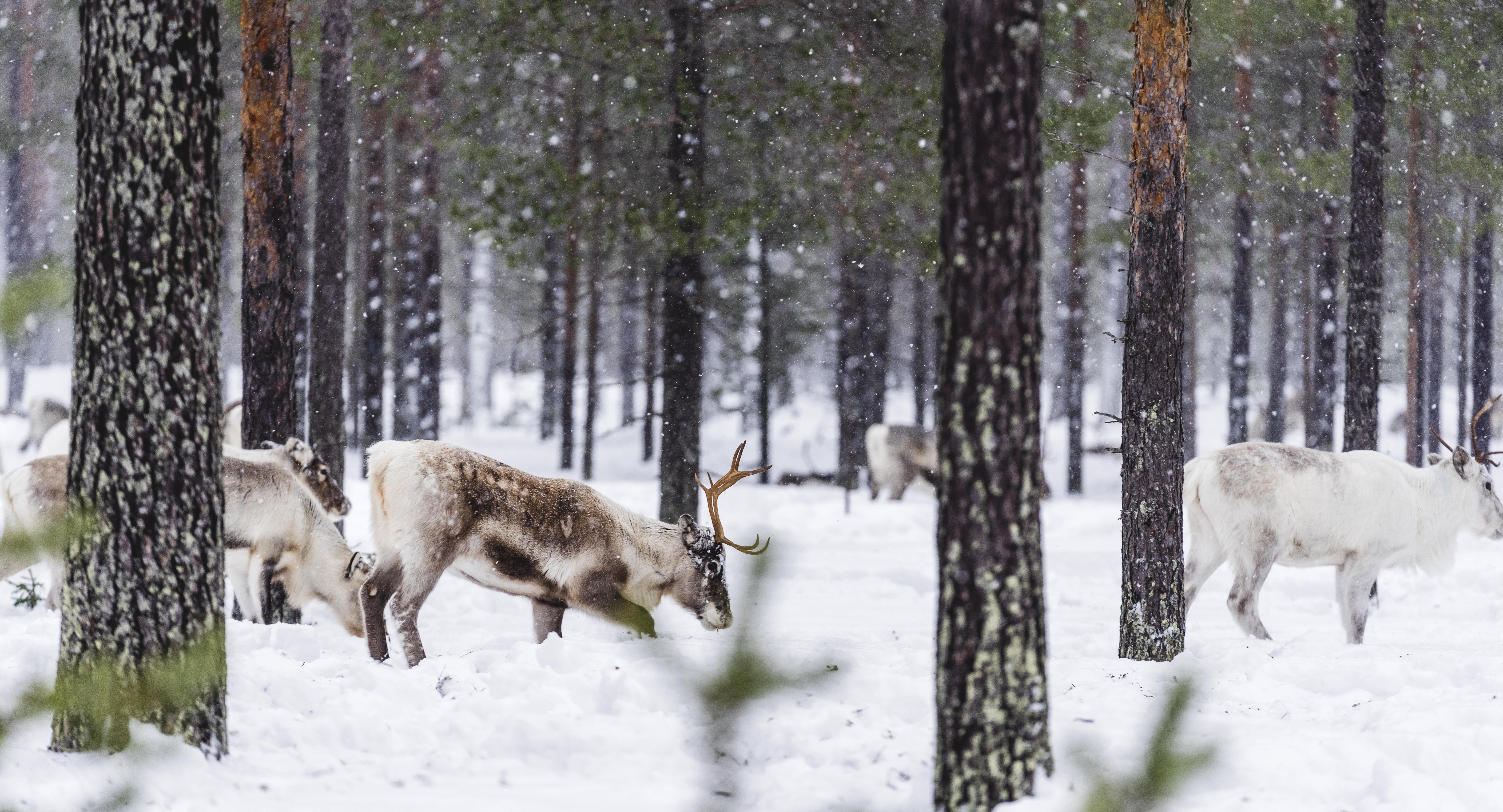 Renar som söker mat i snön i skogsland. 