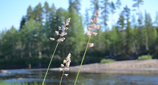 Skir rosa blomma vid älv