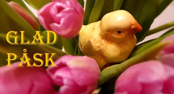 Foto på rosa tulpaner och gul kyckling
